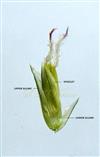  Glumes and Spikelet